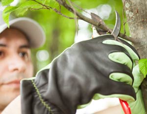 Person trimming small branch from tree.